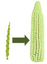Domesticación del maíz