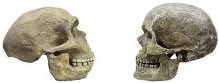 cráneo de Neanderthal y ser humano